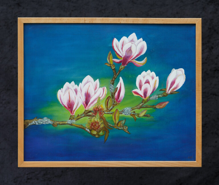 Ontluikende magnolia bloesems als lentebode